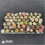 DUDU Collocation-1009 - Image 2