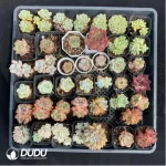 DUDU Collocation-1010