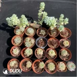 DUDU Collocation-1025