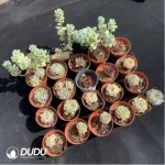 DUDU Collocation-1025 - Image 2