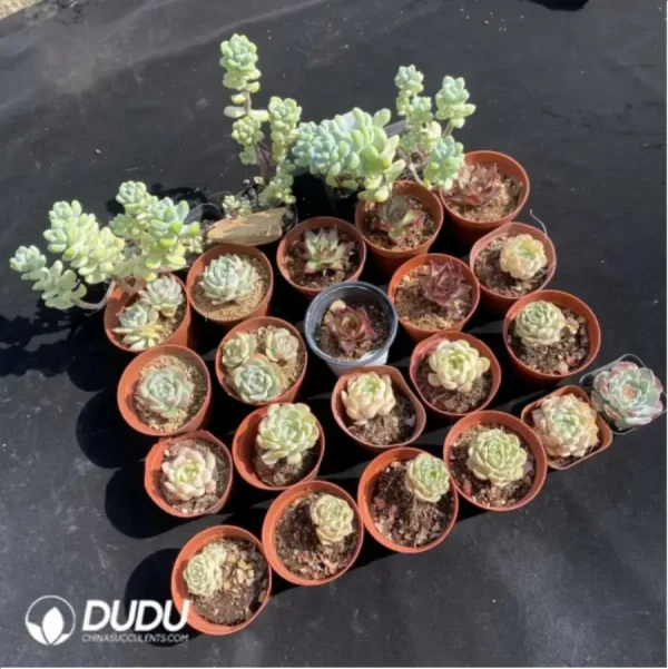 DUDU Collocation-1025 - Image 2