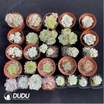 DUDU Collocation-1028