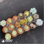 DUDU Collocation-1030