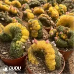 Cactus-Dolichothele longimamma Cristata Variegated(Grafted)