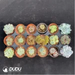 DUDU Collocation-1030 - Image 2