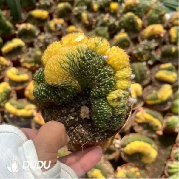 1756115545-2-1177.webp Cactus-Dolichothele longimamma Cristata Variegated(Grafted) - Image 2