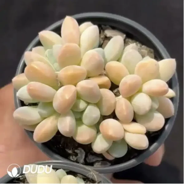 1756115548-1-1918.webp Echeveria Beauty Liv Clustering - Image 1