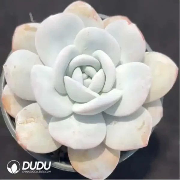 Echeveria Laui - Image 1