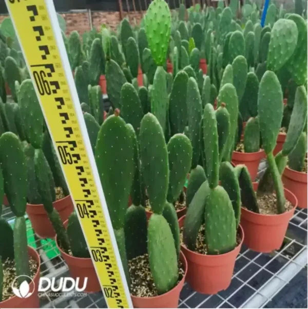 Cactus-Opuntia Milpa Alta - Image 1