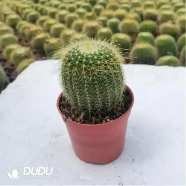 Cactus-Parodia Schumanniana - Image 1