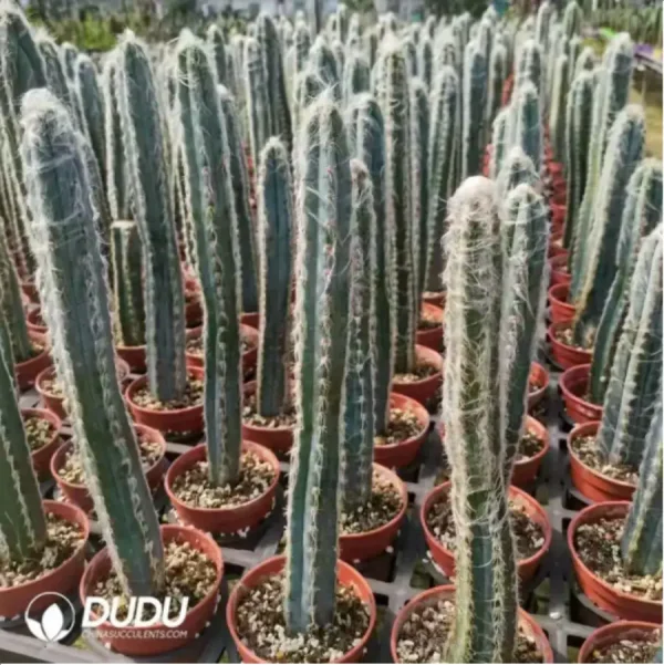 Cactus-Pachycereus - Image 1