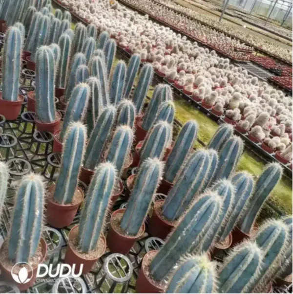 Cactus-Pilosocereus pachycladus - Image 1