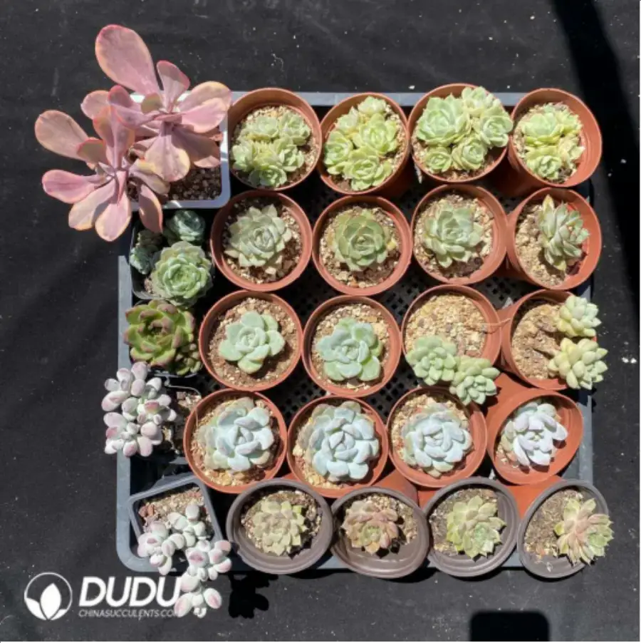 1756115560-1-1893.webp DUDU Collocation-1038 - Image 1