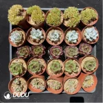 DUDU Collocation-1039