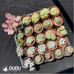 DUDU Collocation-1038 - Image 2