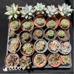 DUDU Collocation-1040