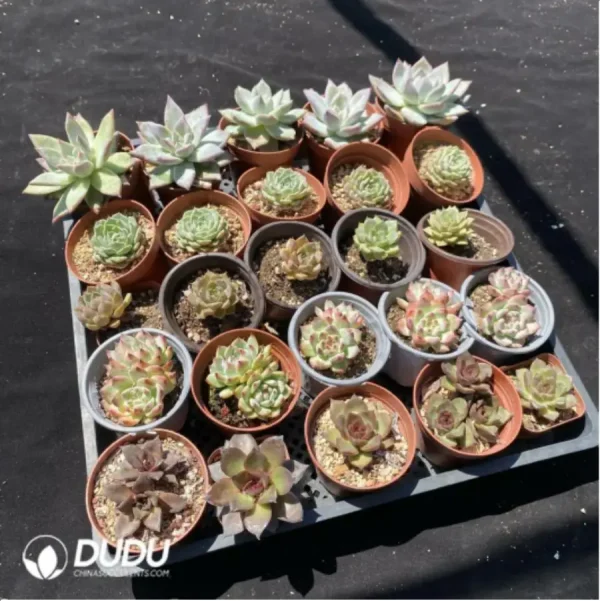 DUDU Collocation-1040 - Image 2