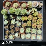 DUDU Collocation-1041