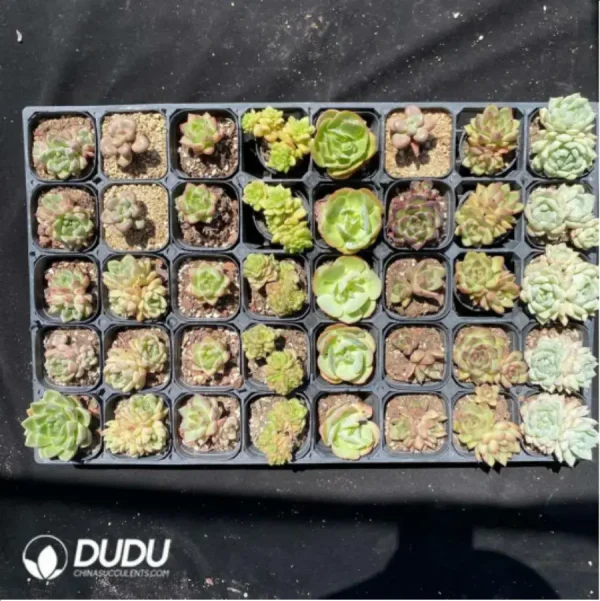 DUDU Collocation-1044 - Image 2