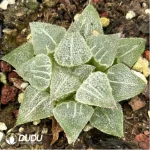 Haworthia Magnifica Haihua