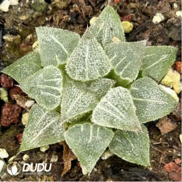 Haworthia Magnifica Haihua - Image 1