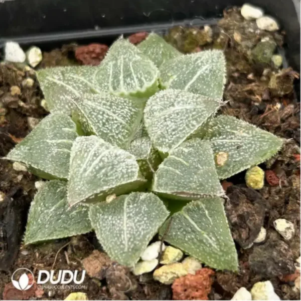 Haworthia Magnifica Haihua - Image 2