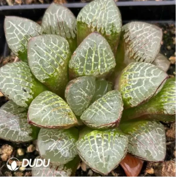 1756115576-1-1880.webp Haworthia Mangekyou (Kaleidoscope) - Image 1