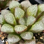 Haworthia Mangekyou (Kaleidoscope) - Image 2