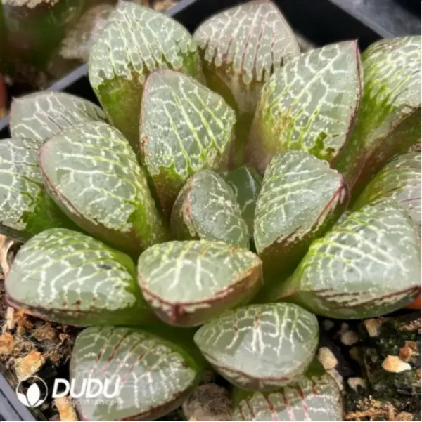 1756115577-2-1148.webp Haworthia Mangekyou (Kaleidoscope) - Image 2