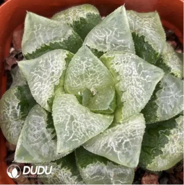 Haworthia Xiangyun Ke - Image 1