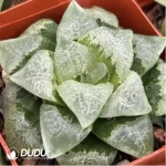 Haworthia Xiangyun Ke - Image 2