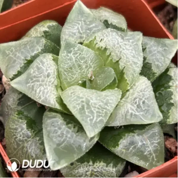 Haworthia Xiangyun Ke - Image 2