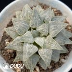 Haworthia Telibaimo