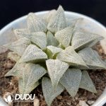 Haworthia Telibaimo - Image 2