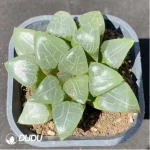 Haworthia Beauty Moon Shadow