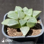 Haworthia Beauty Moon Shadow - Image 2