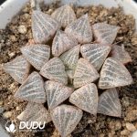 Haworthia Ice World