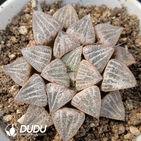1756115584-1749192279-e201.jpg Haworthia Ice World - Image 1