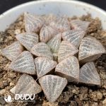 Haworthia Ice World - Image 2