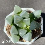 Haworthia Yunwen Yeke