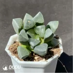 Haworthia Yunwen Yeke - Image 2