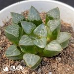 Haworthia Bayeri - Image 2