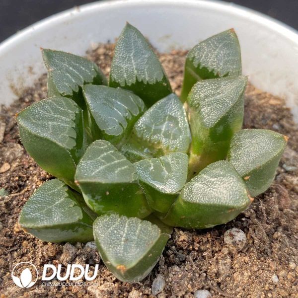 Haworthia Bayeri - Image 2