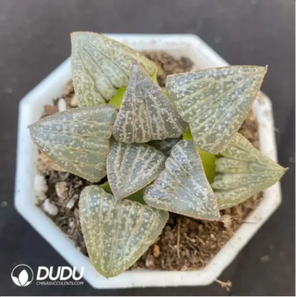 1756115592-1-1514.webp Haworthia Splendens - Image 1