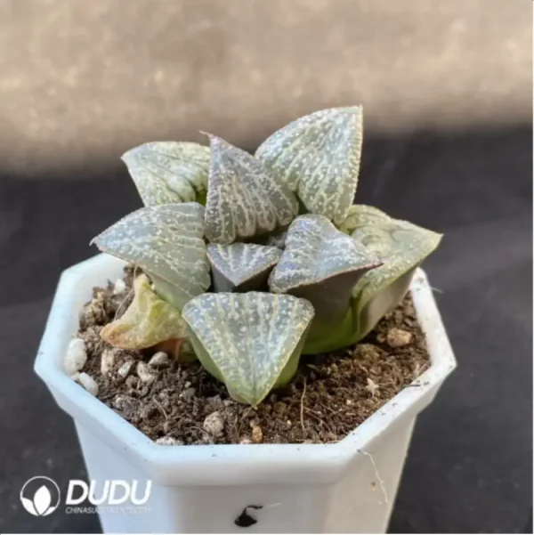 Haworthia Splendens - Image 2