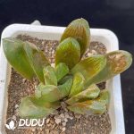 Haworthia Truncata Retusa