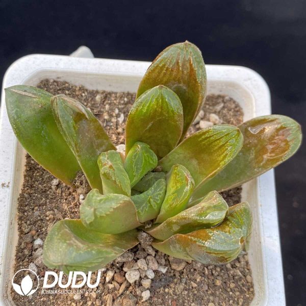 Haworthia Truncata Retusa - Image 1