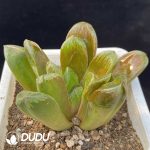 Haworthia Truncata Retusa - Image 2