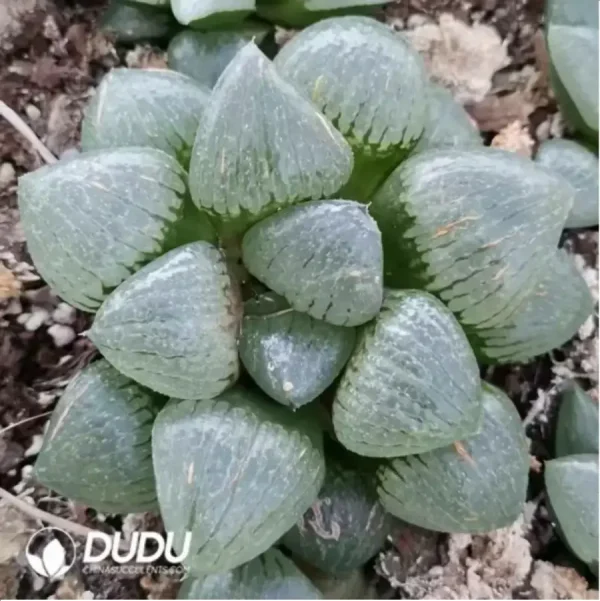 1756115596-1-1702.webp Haworthia Emelyae - Image 1