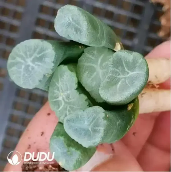 1756115598-1-1681.webp Haworthia Mirage - Image 1